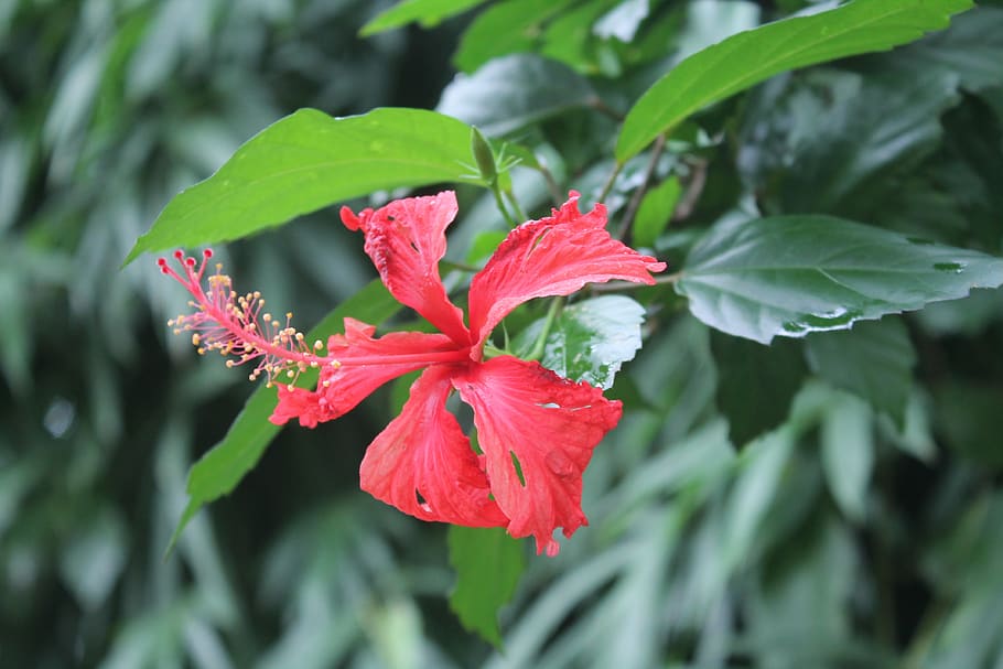 jarabacoa, flower, christ, leaf, plant part, beauty in nature HD wallpaper