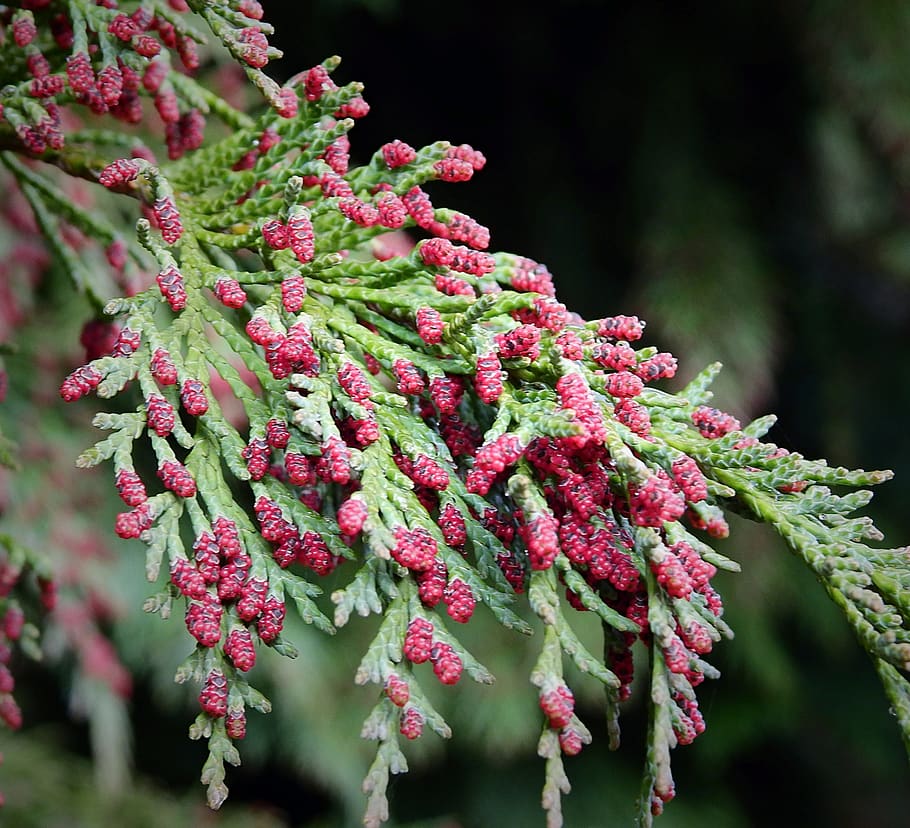 needle, nature, sprig, closeup, spring, growth, plant, close-up HD wallpaper