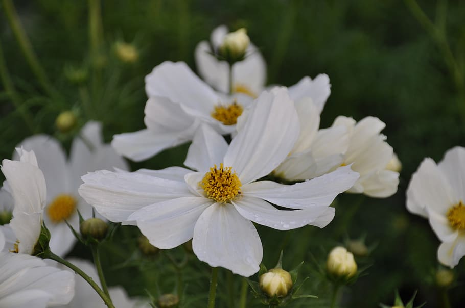 cosmea, composites, summer, blossom, bloom, flower, nature HD wallpaper