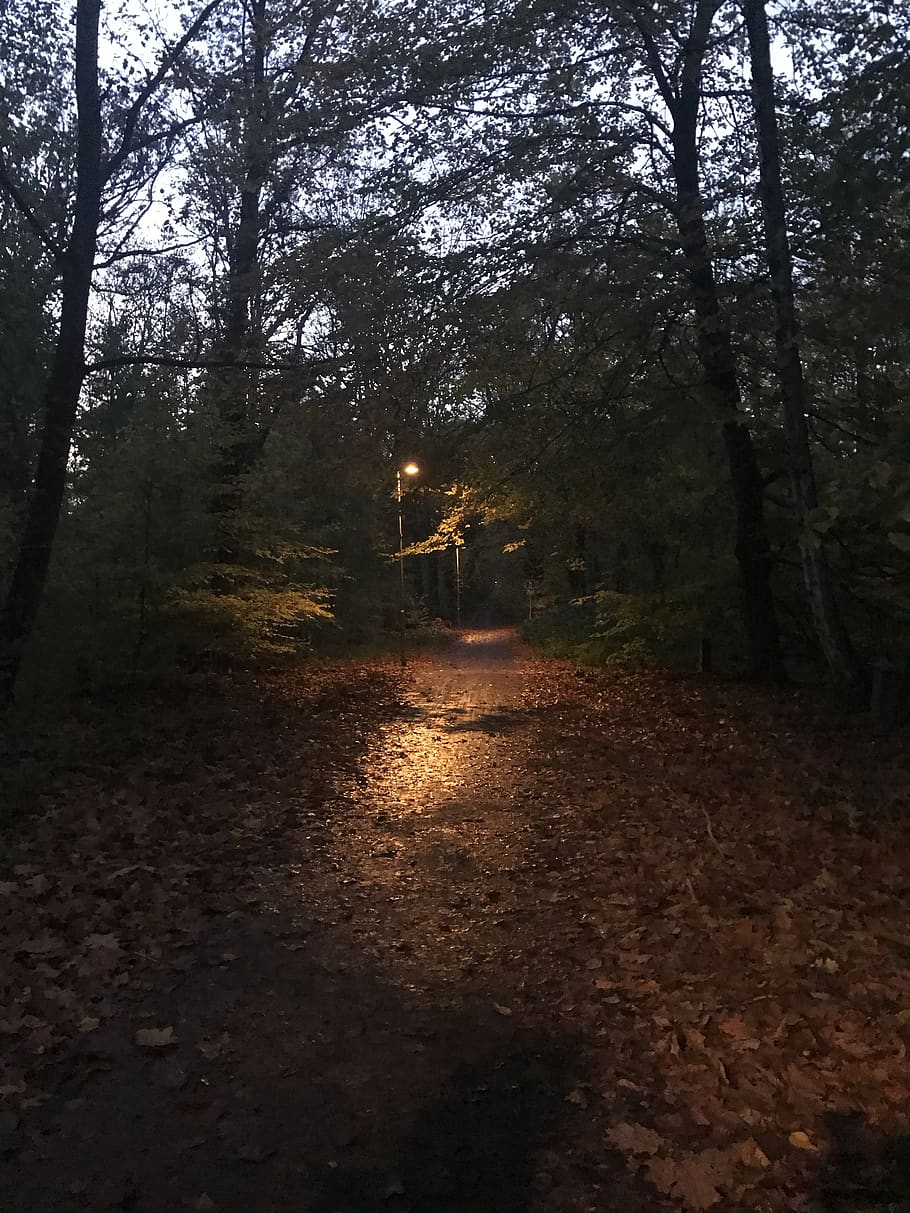 forest, night forest, wander, nature, tree, plant, land, direction HD wallpaper
