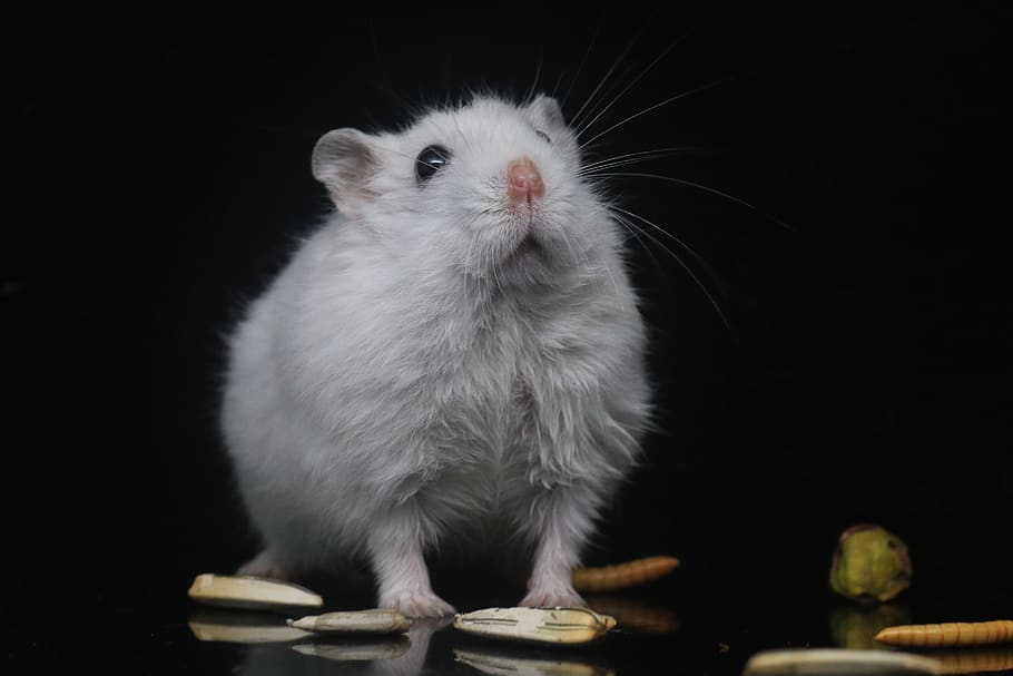hamster, pets, small animals, domestic, animal themes, mammal HD wallpaper