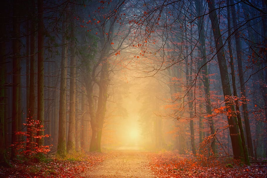 Forest at Night, branches, dawn, environment, fog, foggy, guidance HD wallpaper