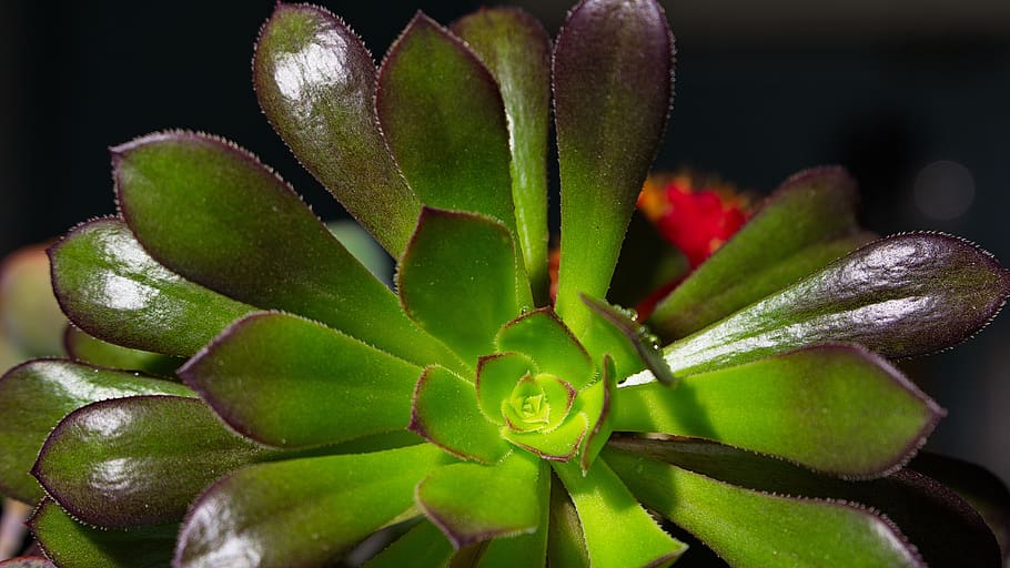 macro, flower, flora, beautiful, nature, green color, plant HD wallpaper