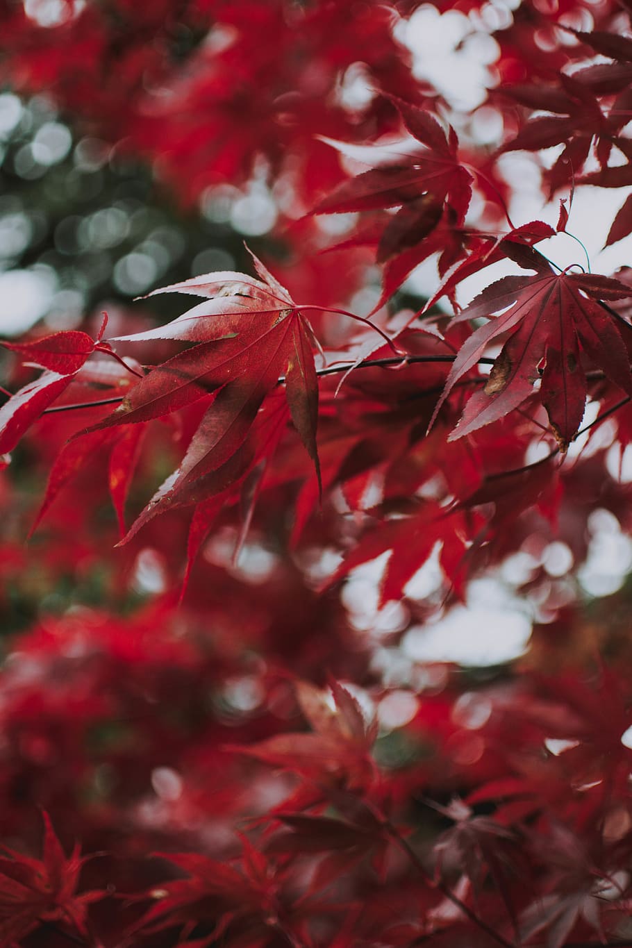 red leaves of tree, leaf, plant, maple, maple leaf, veins, anise
