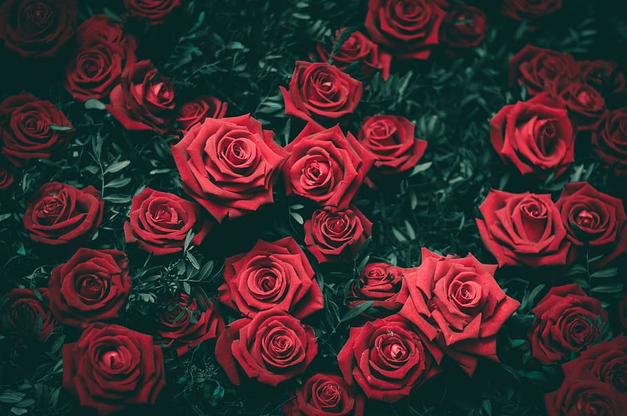 red rose flowers, rose - flower, flowering plant, beauty in nature HD wallpaper