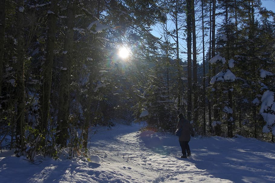 snow, cold, wintry, mood, trees, light, nature, sunlight, cold temperature HD wallpaper