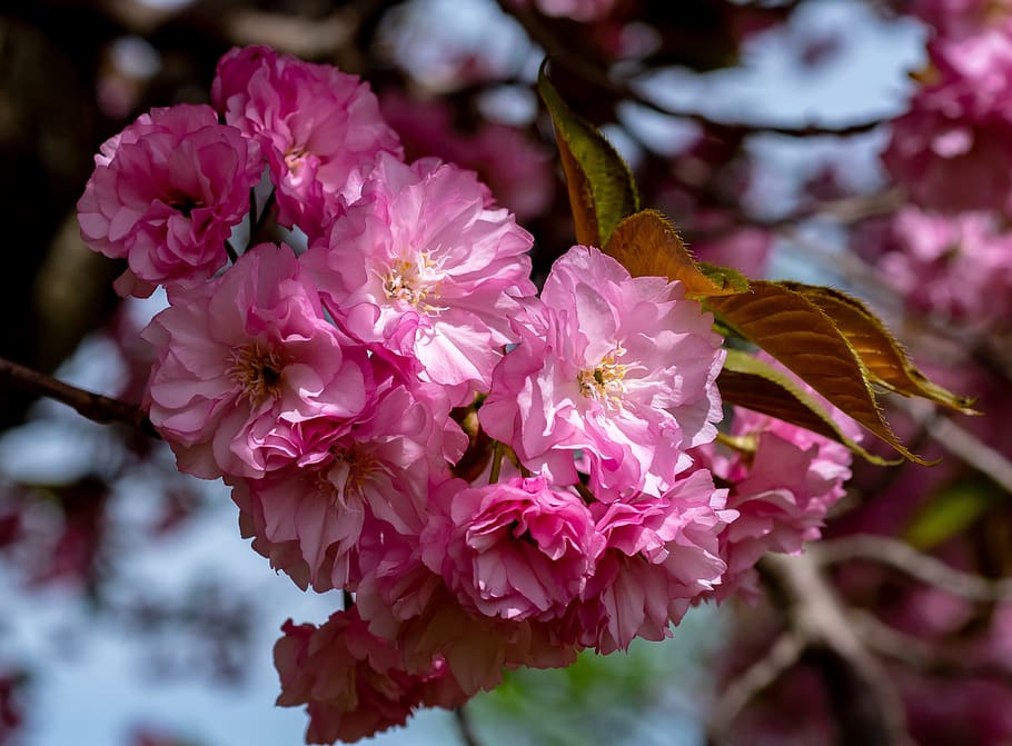 tree, blooming, springtime, blossom, branch, botany, sky, sun HD wallpaper