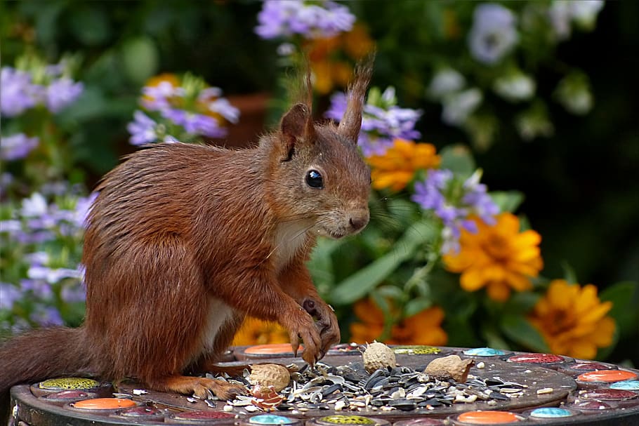 Brown Squirrel, animal, color, cute, flower, food, garden, little, HD wallpaper