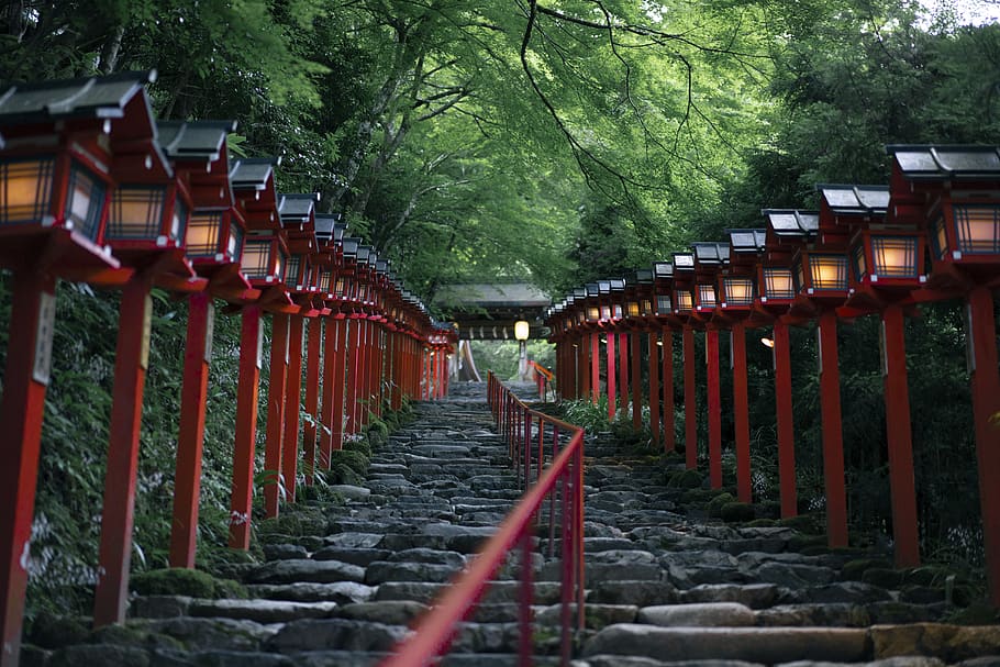 HD wallpaper: kyoto, japan, tree, plant, in a row, built structure, the