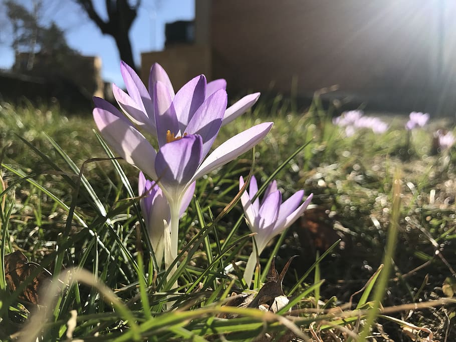 flower, spring, sunshine, nature, grass, plant, flowering plant HD wallpaper