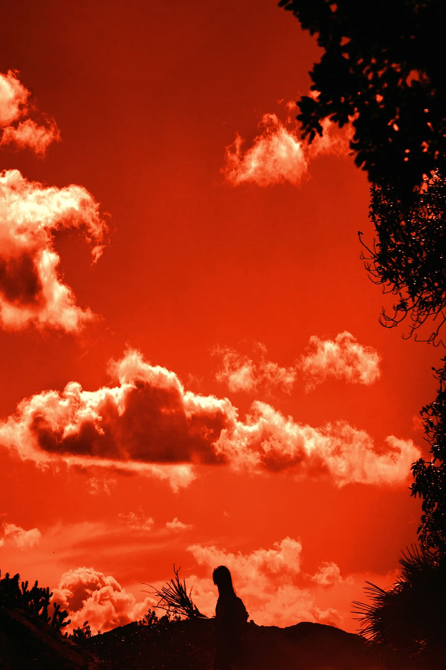 orange sky, nature, outdoors, sunlight, tree, plant, silhouette HD wallpaper
