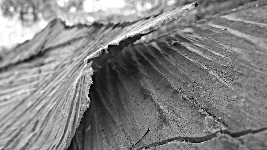 iran, jolfa, nature, tree, black and white, bw, close-up, wood - material HD wallpaper