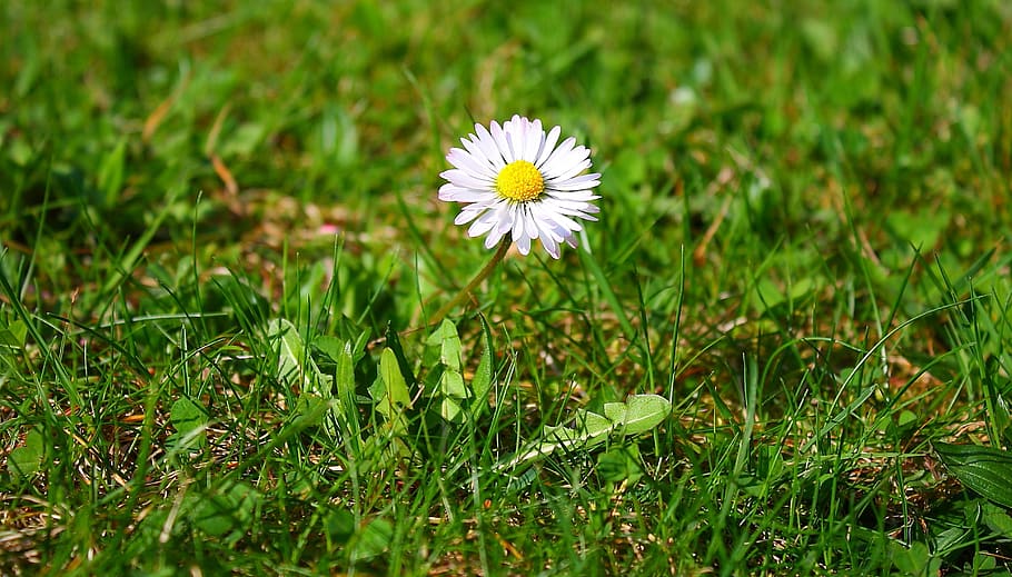 flower, daisy, nature, grass, flowering plant, freshness, fragility HD wallpaper
