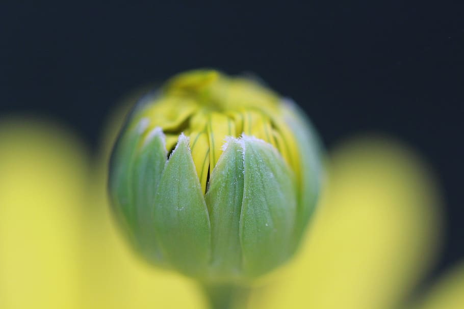 flowers, spring, summer, flora, plant, nature, garden, floral HD wallpaper