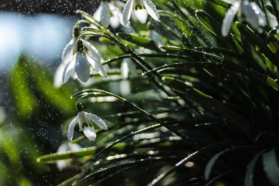 snowdrop, spring, flower, bloom, nature, white, green, dew HD wallpaper