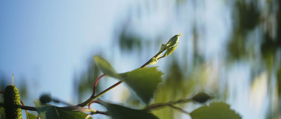 plant, leaf, flower, blossom, tree, bird, animal, spring, bud HD wallpaper