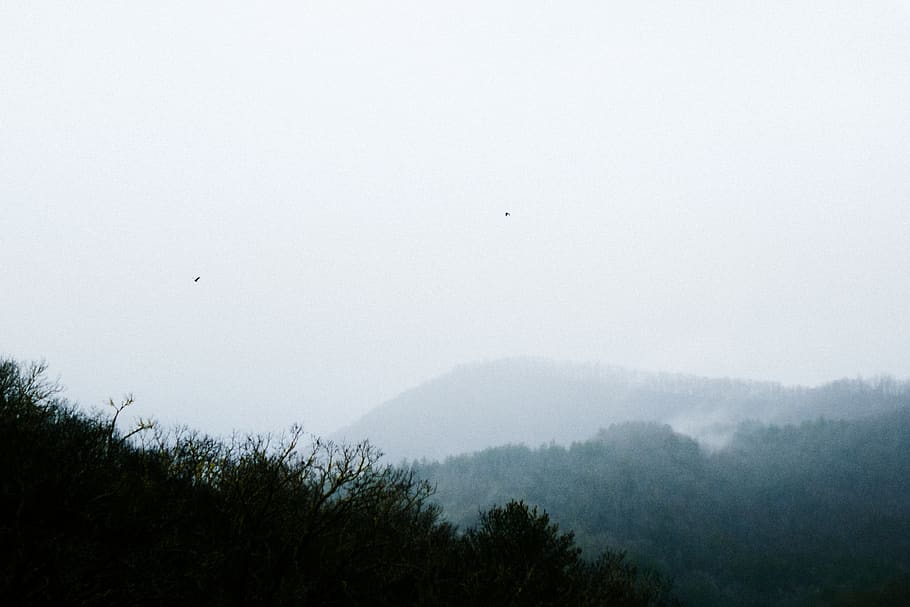 green-leafed trees under fog, foreground, field, 4kwallpaper HD wallpaper