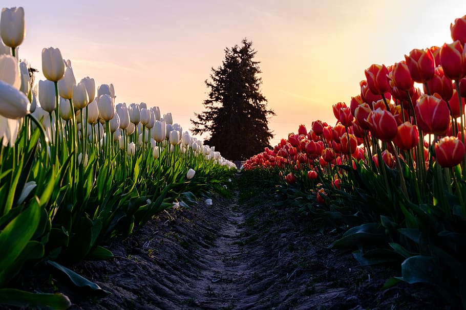 pathway between red and white flowers, tulip, plant, blossom, HD wallpaper