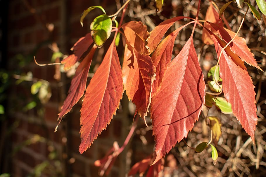 leaves, red, wall, brick, spring, summer, autumn, nature, background HD wallpaper
