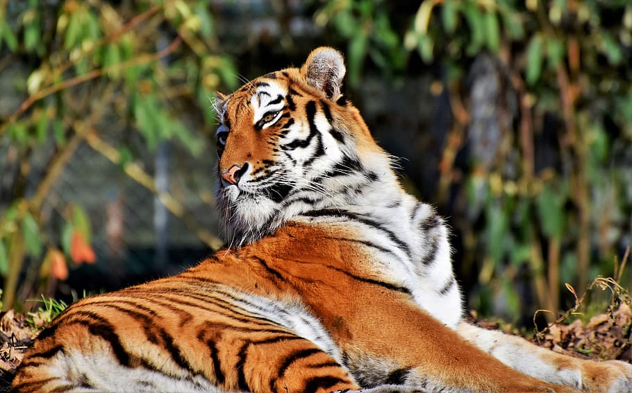 tiger, big cat, predator, wildcat, tiger head, tongue, dangerous HD wallpaper