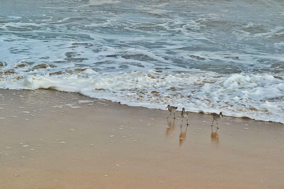 water, sea, beach, land, wave, motion, aquatic sport, surfing HD wallpaper