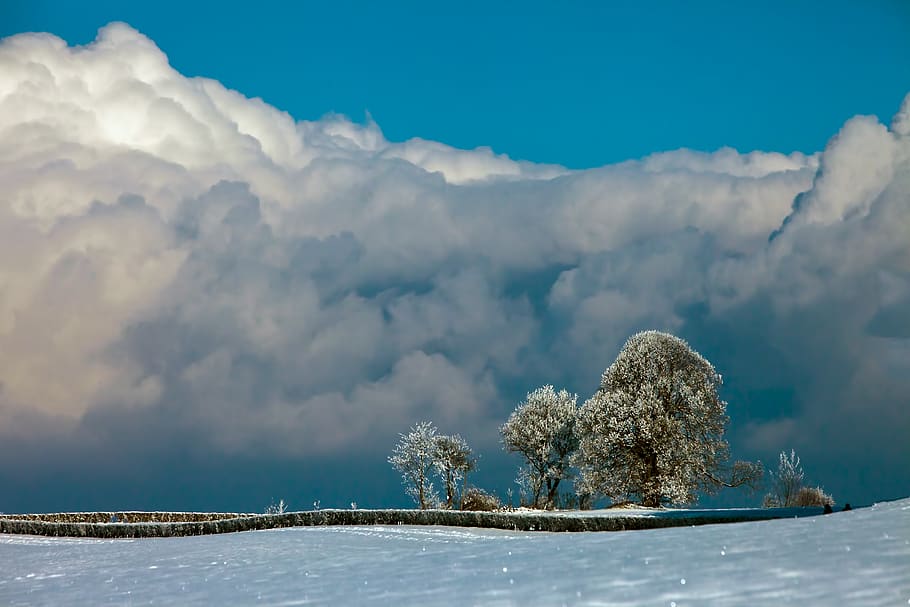 white leafed tree, cloud, flora, plant, outdoors, weather, sky HD wallpaper