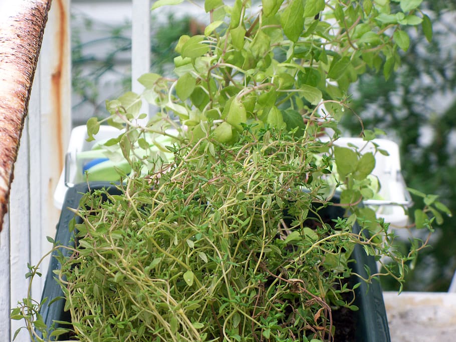canada, shawinigan, thyme, food, green color, food and drink HD wallpaper