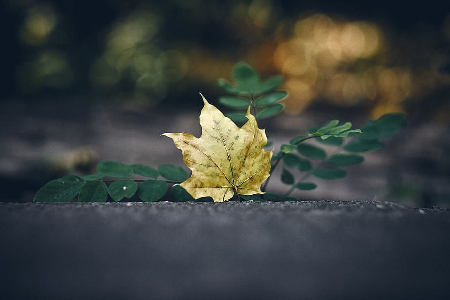 dry maple leaf on ground, berlin, volkspark friedrichshain, germany HD wallpaper