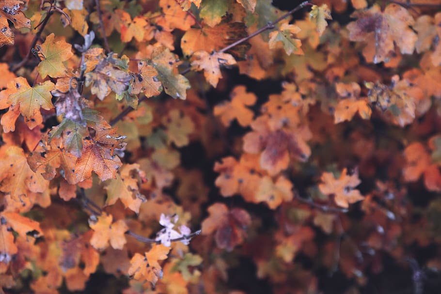 leaves, autumn, texture, fall, red, orange, yellow, leaf, plant part HD wallpaper