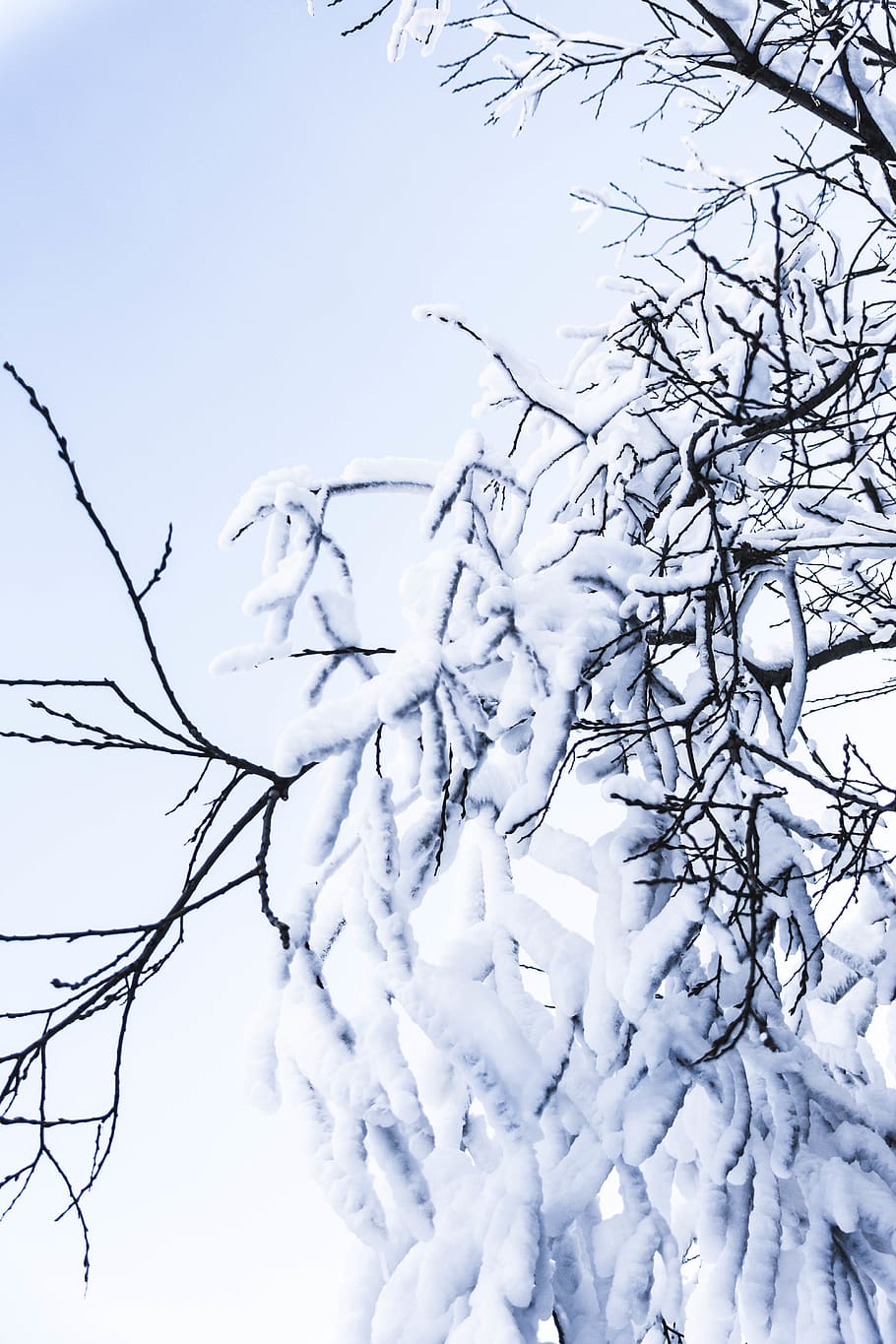 snow covered tree, nature, outdoors, ice, switzerland, montana HD wallpaper