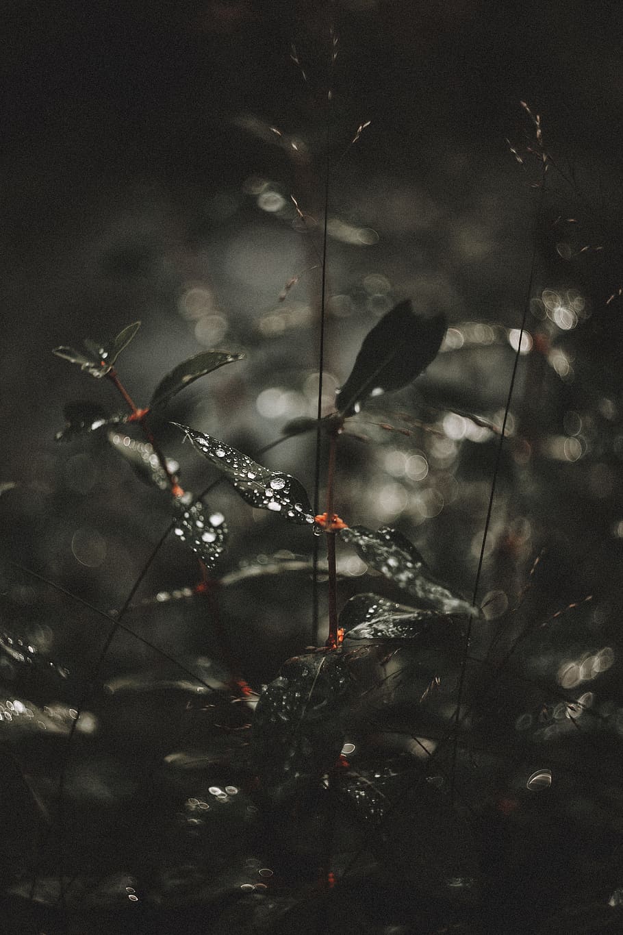 green leaf plants, branch, water, drop, droplet, dark, bokeh HD wallpaper