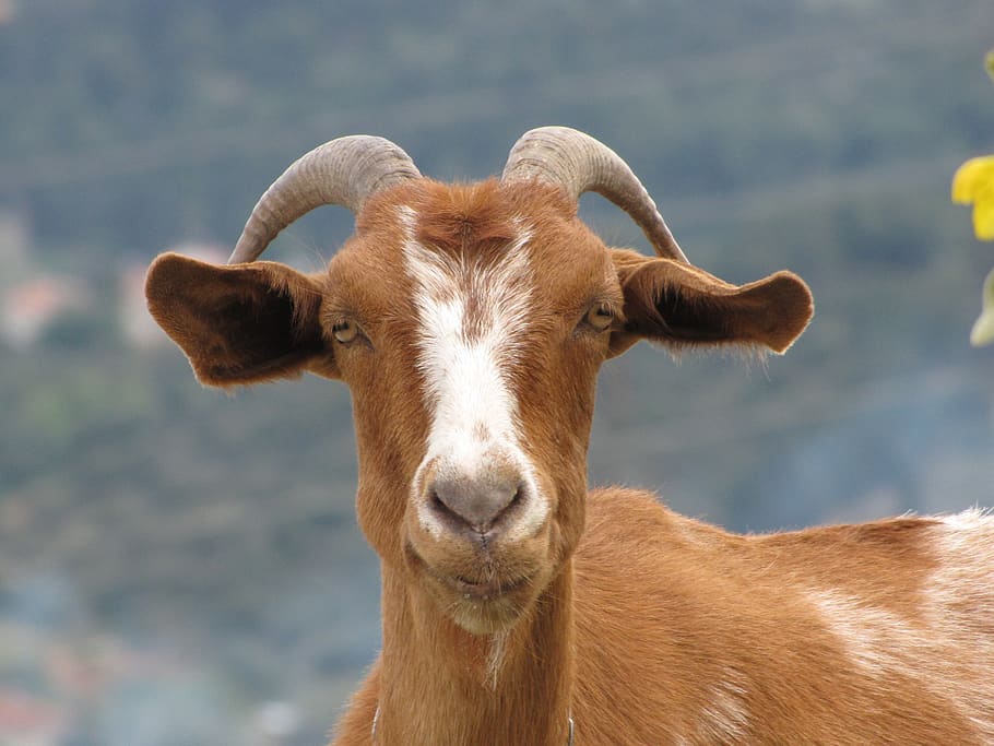 greece, ymittos, mammal, animal, animal themes, one animal HD wallpaper