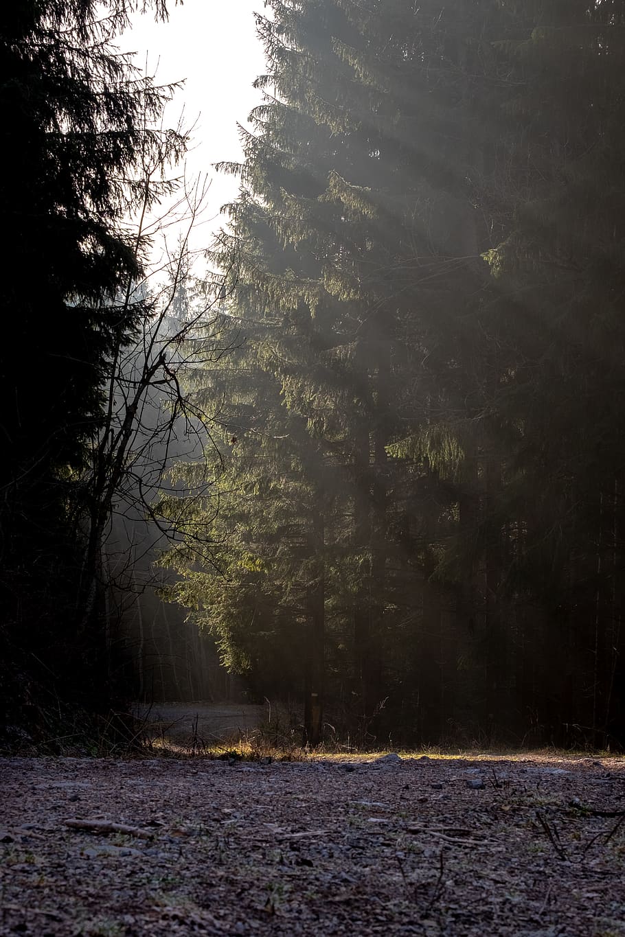 flare, light, sunlight, tree, plant, abies, fir, nature, painting HD wallpaper