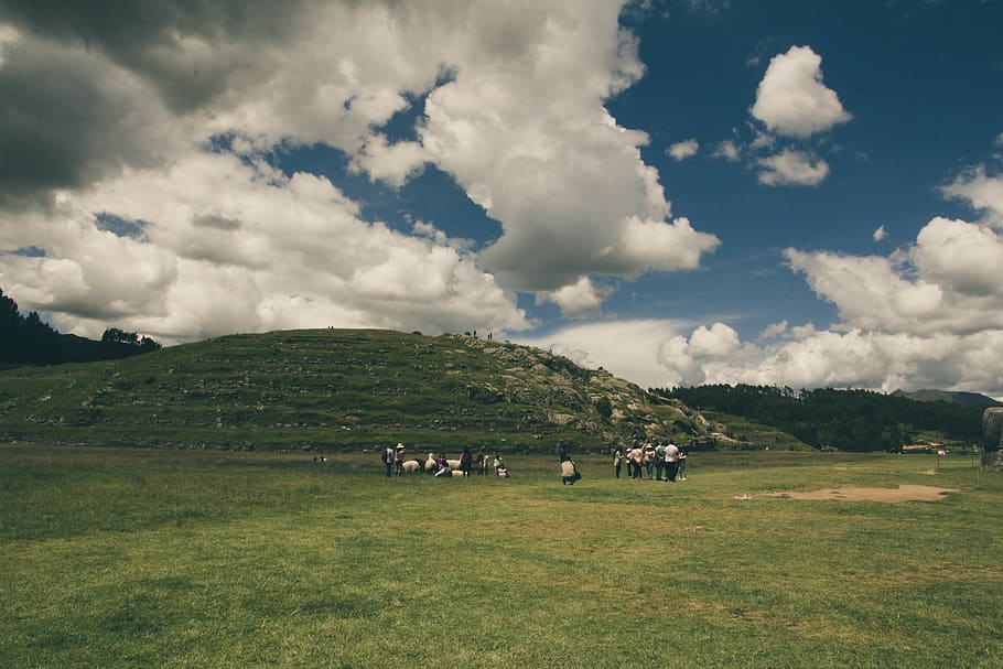 Crowd Standing on Grass Field, animal, cattle, clouds, cropland HD wallpaper