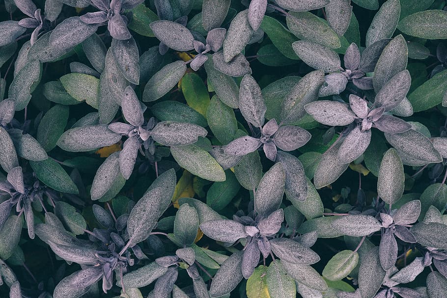 green-and-gray leaf plants, full frame, backgrounds, no people HD wallpaper