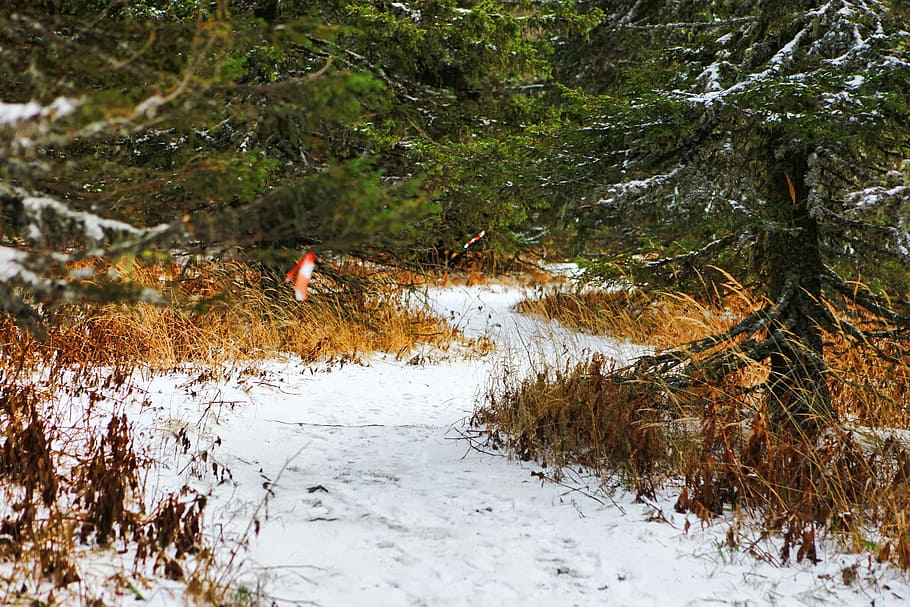 path, winter, trees, nature, snow, cold, woods, plant, cold temperature HD wallpaper