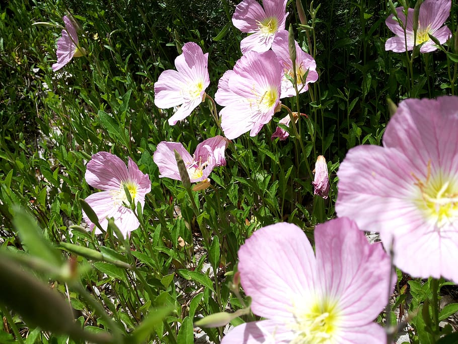 iran, tehran, flowers, plants, flowering plant, beauty in nature HD wallpaper