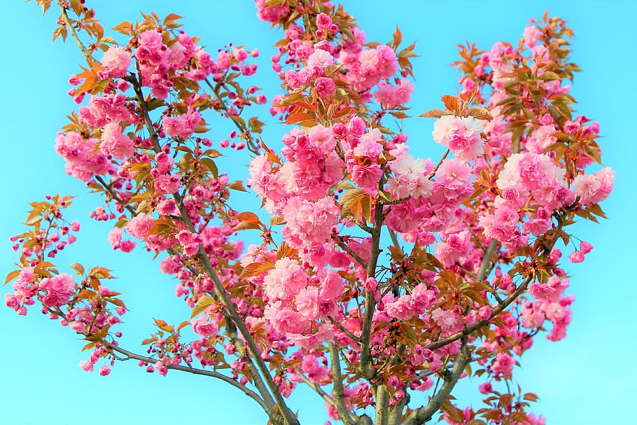 flower, spring, nature, plant, color, pink, beauty, blooming HD wallpaper