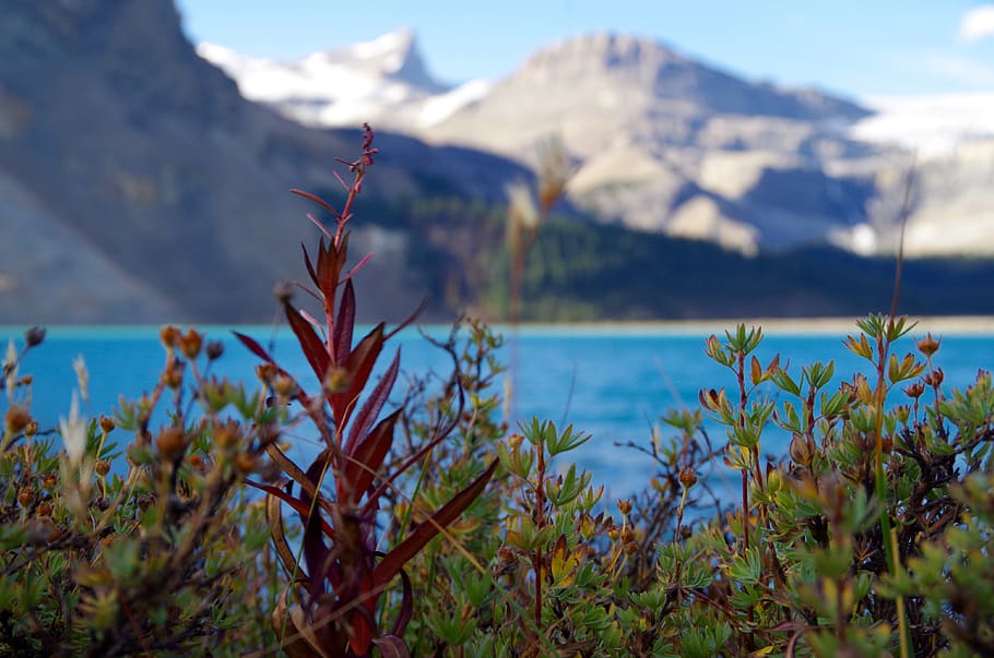 canada, banff, mountains, nature, plants, red, lake, hike, snow HD wallpaper