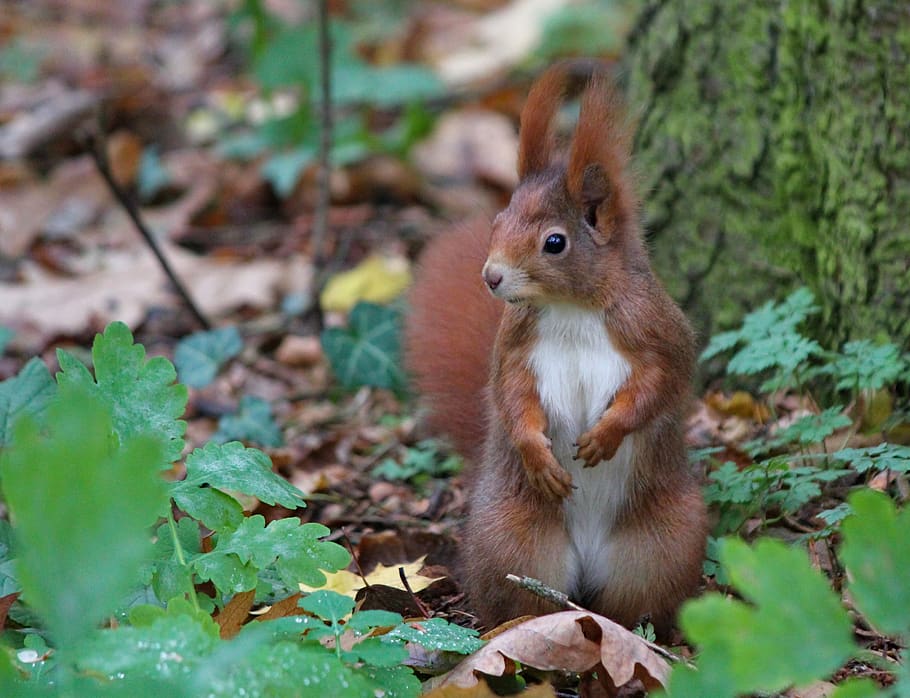 the squirrel, rusty, standing, rodent, mammal, nature, wild HD wallpaper