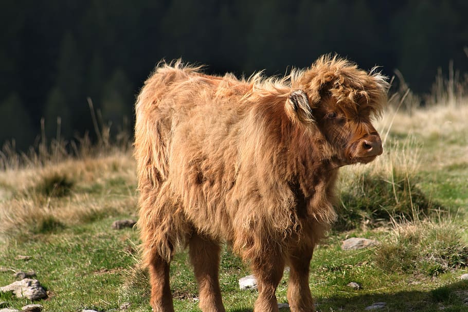beef, mountain, ruminant, meadow, landscape, graze, alpine HD wallpaper
