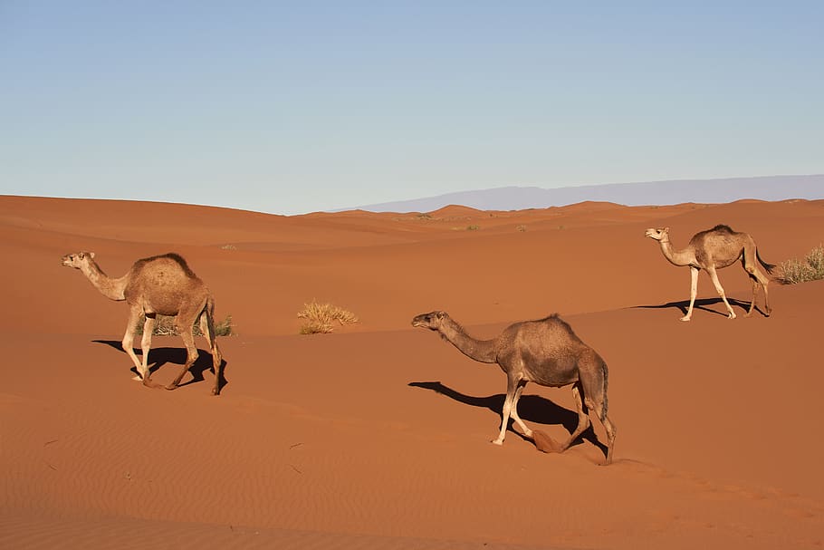 three camel walking on desert, nature, soil, outdoors, antelope, HD wallpaper