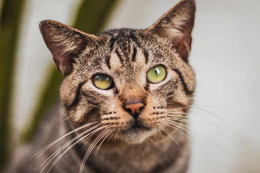 Tabby Cat, adorable, animal, close-up, cute, domestic animal HD wallpaper