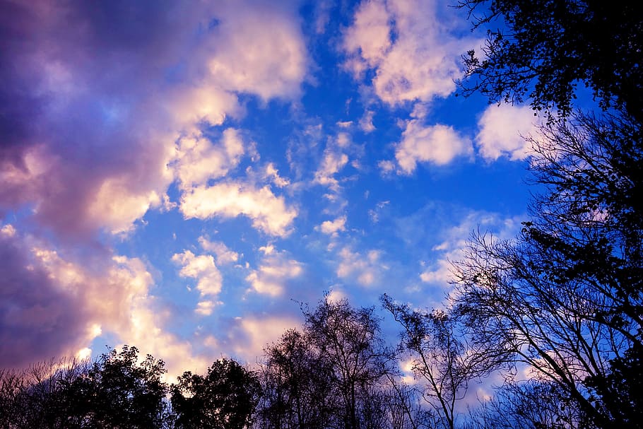 tree, branch, silhouette, bare, winter tree, sky, blue, clouds HD wallpaper