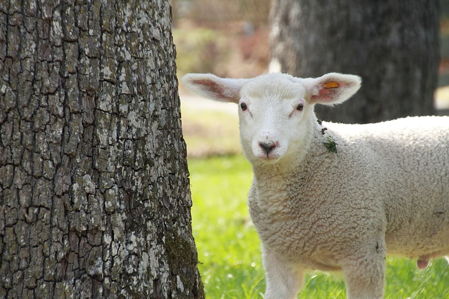 easter, lamb, cute, schäfchen, spring, nature, sheep, wool HD wallpaper