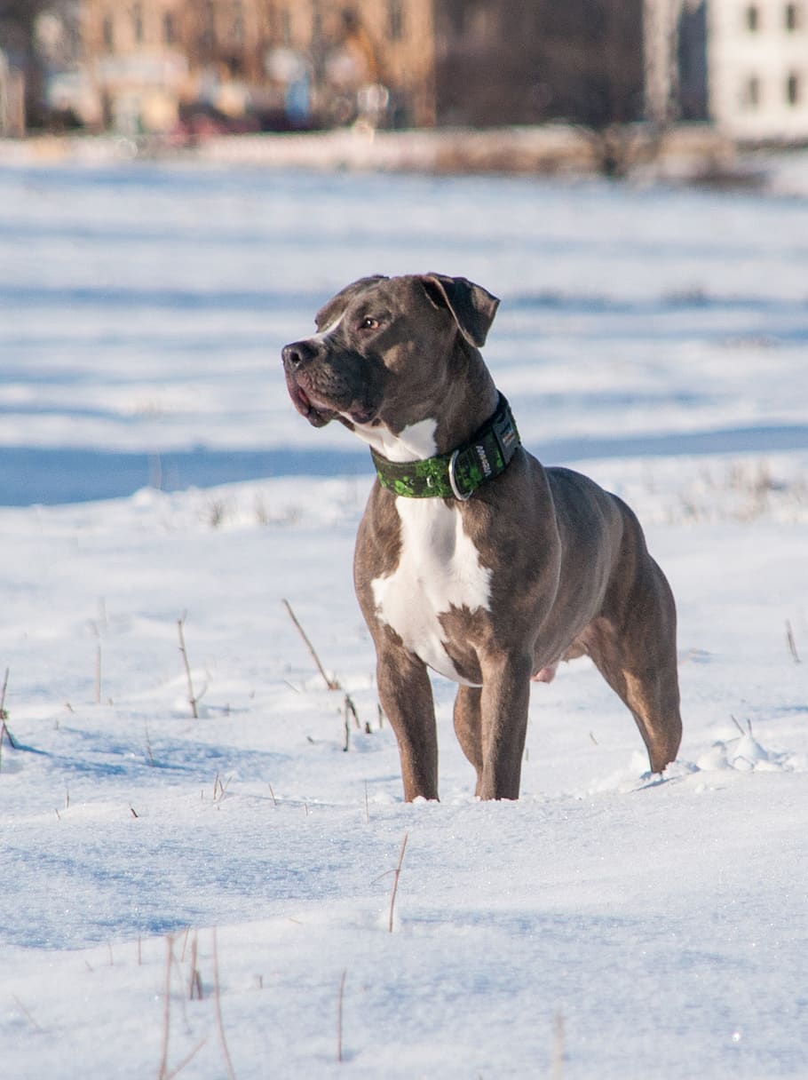 dog, pitbull, terrier, animal, portrait, winter, snow, canine, HD wallpaper