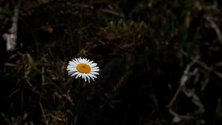 tree, flower, forest, alone, vintage, white, shotononeplus HD wallpaper
