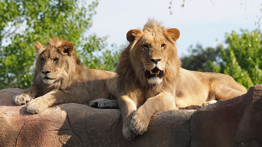 animals, predators, felines, lions, mammal, lion - feline, animal themes HD wallpaper