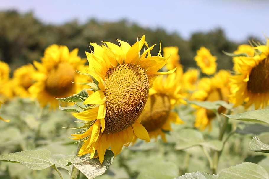 sunflower, bloom, nature, summer, yellow, plant, close, flora HD wallpaper