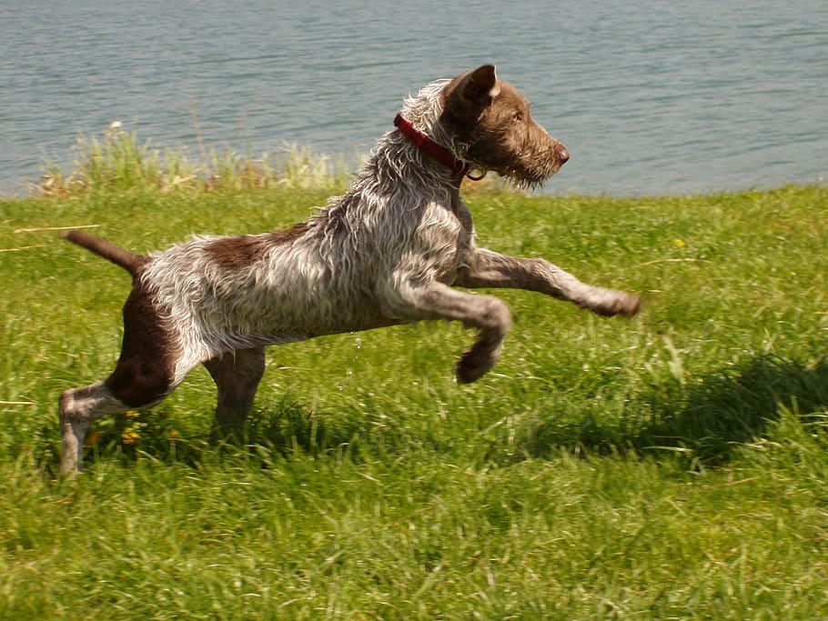 pointer, slovakian, dog, pet, animal, loyal, friend, canine HD wallpaper